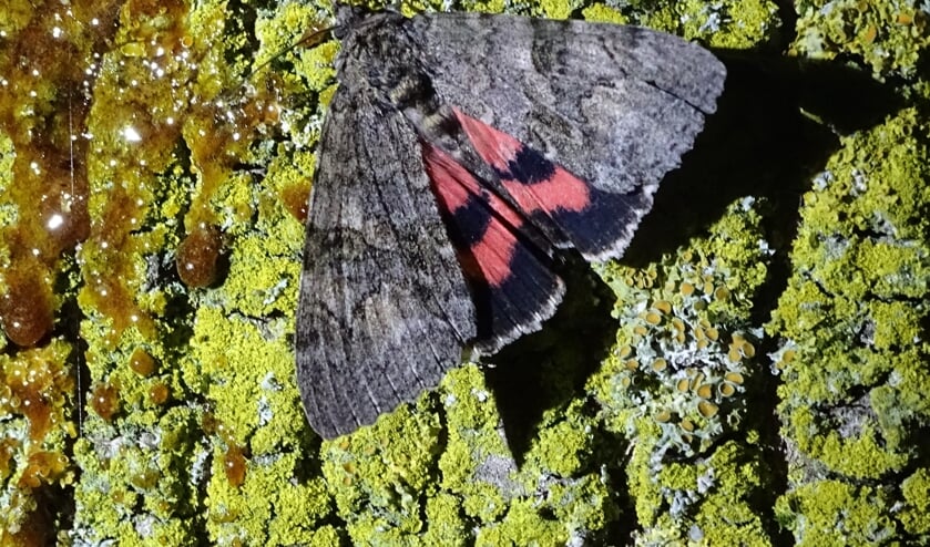 Het rood weeskind (Catocala nupta) is een grote nachtvlinder, die zich niet laat zien bij teveel licht. (foto: Annemieke van Eeuwen, IVN)