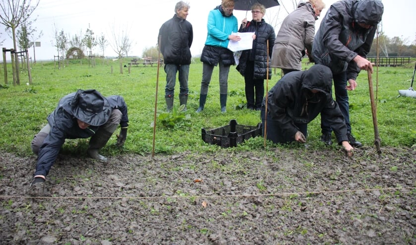 Regen of geen regen, de tulpenbollen gingen zaterdag de grond in. (foto en tekst: Erik van Leeuwen)