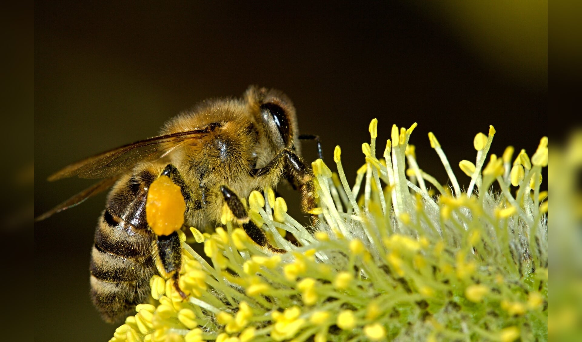 Kruidenrijke graslanden en bermen helpen om de achteruitgang van wilde bijen en andere insecten om te buigen naar groei. 