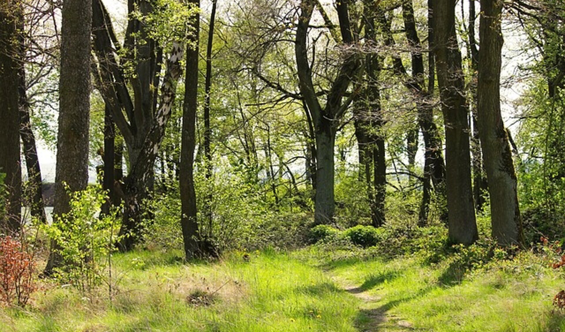 Een tiny forest is een bos ter grootte van een tennisbaan.