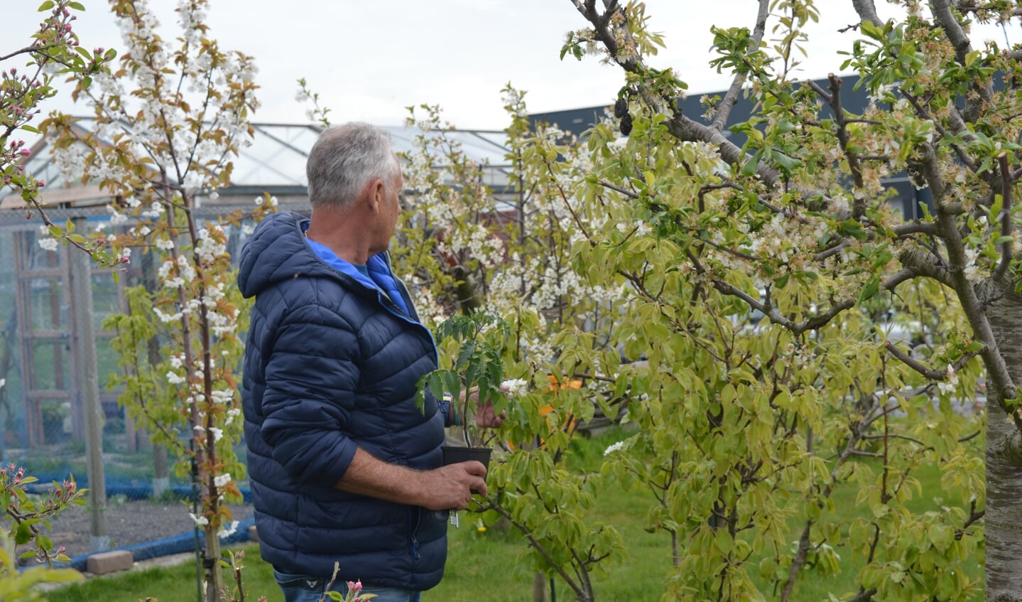 Imker Erik Tempelaars inspecteert zijn bloeiende fruitbomen, onmisbaar voor zijn bijen.