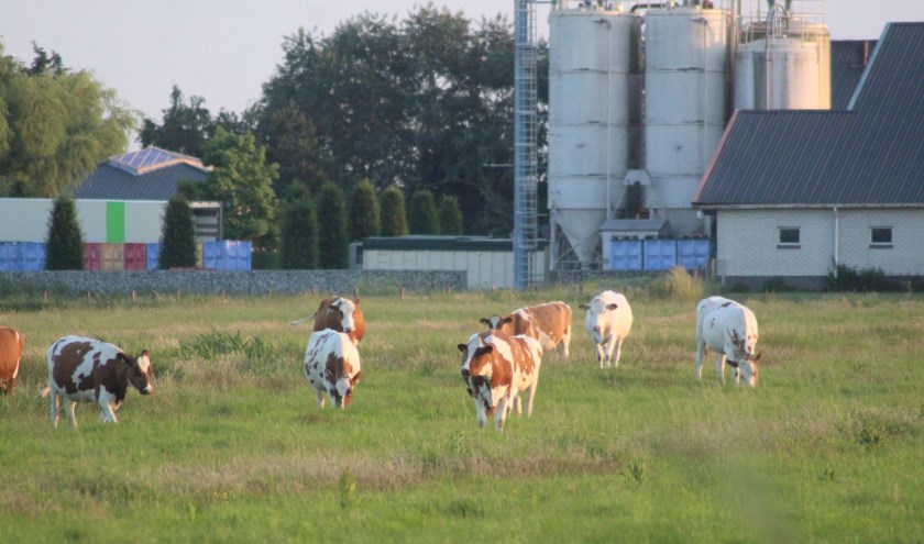 Waar nu de koeien nog grazen, verrijst straks een dorp met duizenden woningen. (tekst en foto: Erik van Leeuwen)