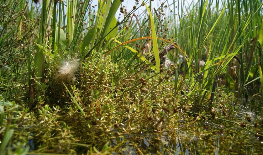 De watercrassula. (Foto: Jonathan Leeuwis, tekst: Nicole Lamers)