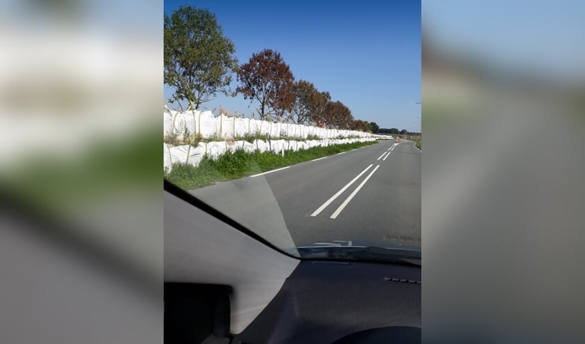 De bomen hebben volgens de gemeente 'geen toekomstbestendige kwaliteit'.