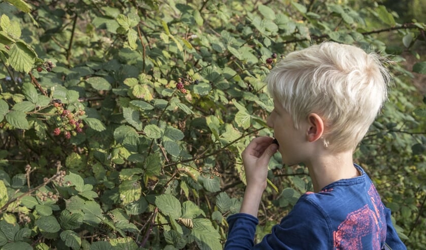 Proef het Bentwoud. (foto: Marco van de Burgwal)
