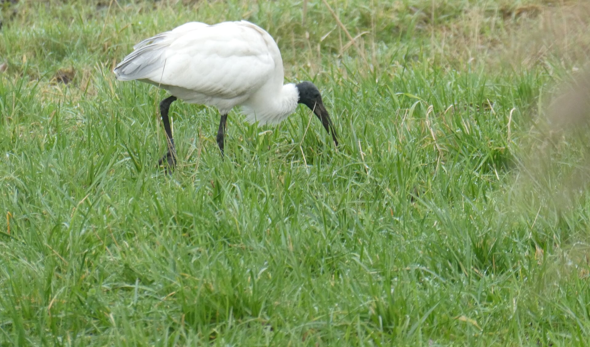 Diergaarde Blijdorp mist sinds kort een heilige witte ibis. (foto: Boet Loupatty)