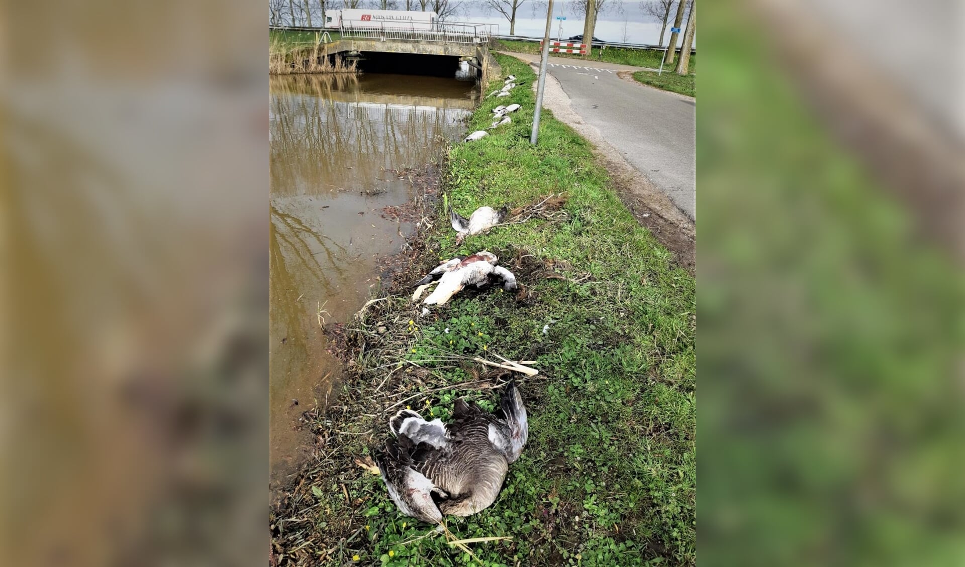De ganzen zijn gemutileerd langs het water in Nieuwerkerk aangetroffen.