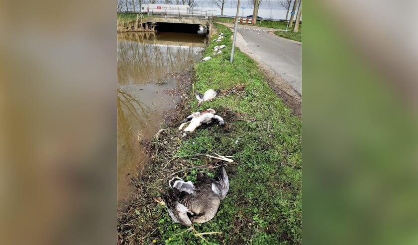 De ganzen zijn gemutileerd langs het water in Nieuwerkerk aangetroffen.