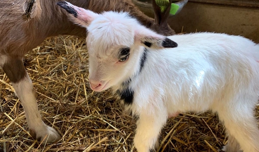 Op Dierendal zijn inmiddels al zeven lammetjes geboren.