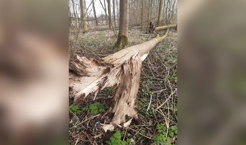 Zwammen slaan toe bij de aanhechting van de wortels en stam van de verzwakte bomen.
