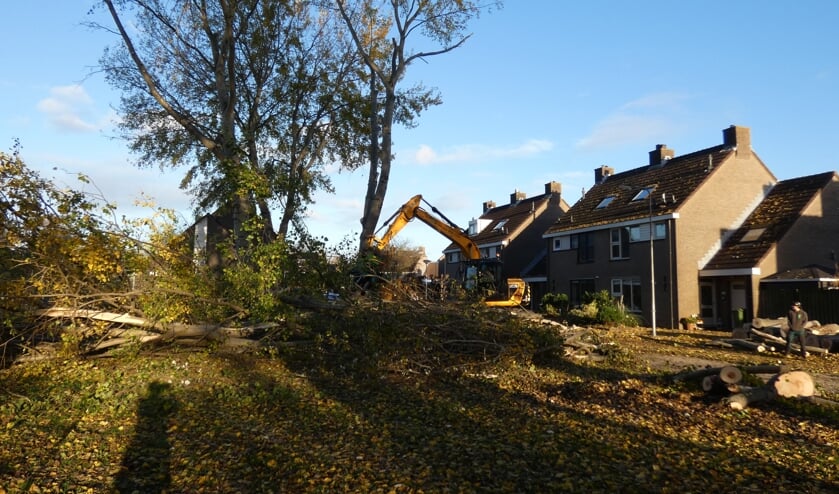 <p>De grauwe abelen aan het Machtelderf zijn voorgoed verdwenen.</p>