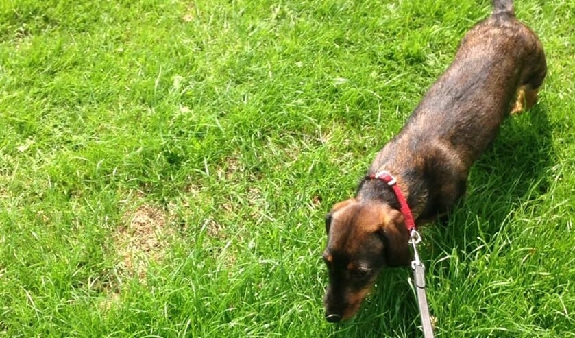 <p>De halfverharde en verharde paden blijven toegankelijk met een aangelijnde hond.</p>