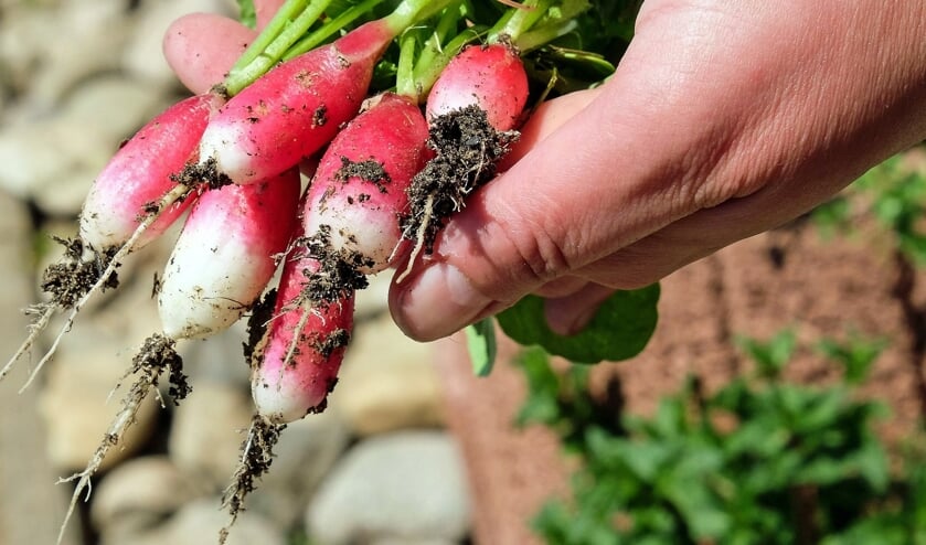 Kern met Pit stimuleert buurtinitiatieven, zoals het aanleggen van een moestuin. (foto: pixabay)