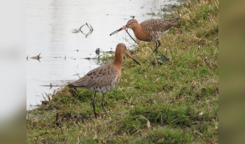 <p>Grutto's in 't Weegje (foto: Michel Jongejan)</p>