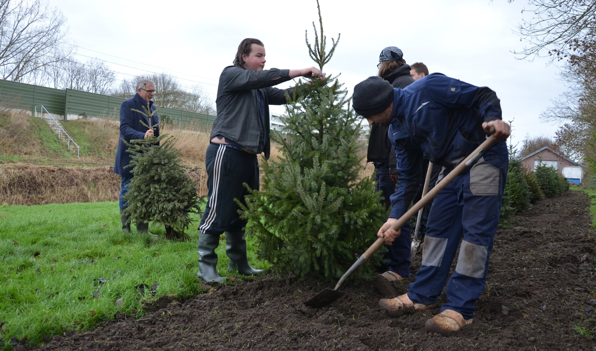 Achter de Nieuwerkerkse begraafplaats Essehof gingen tientallen kerstbomen donderdag de grond in.
