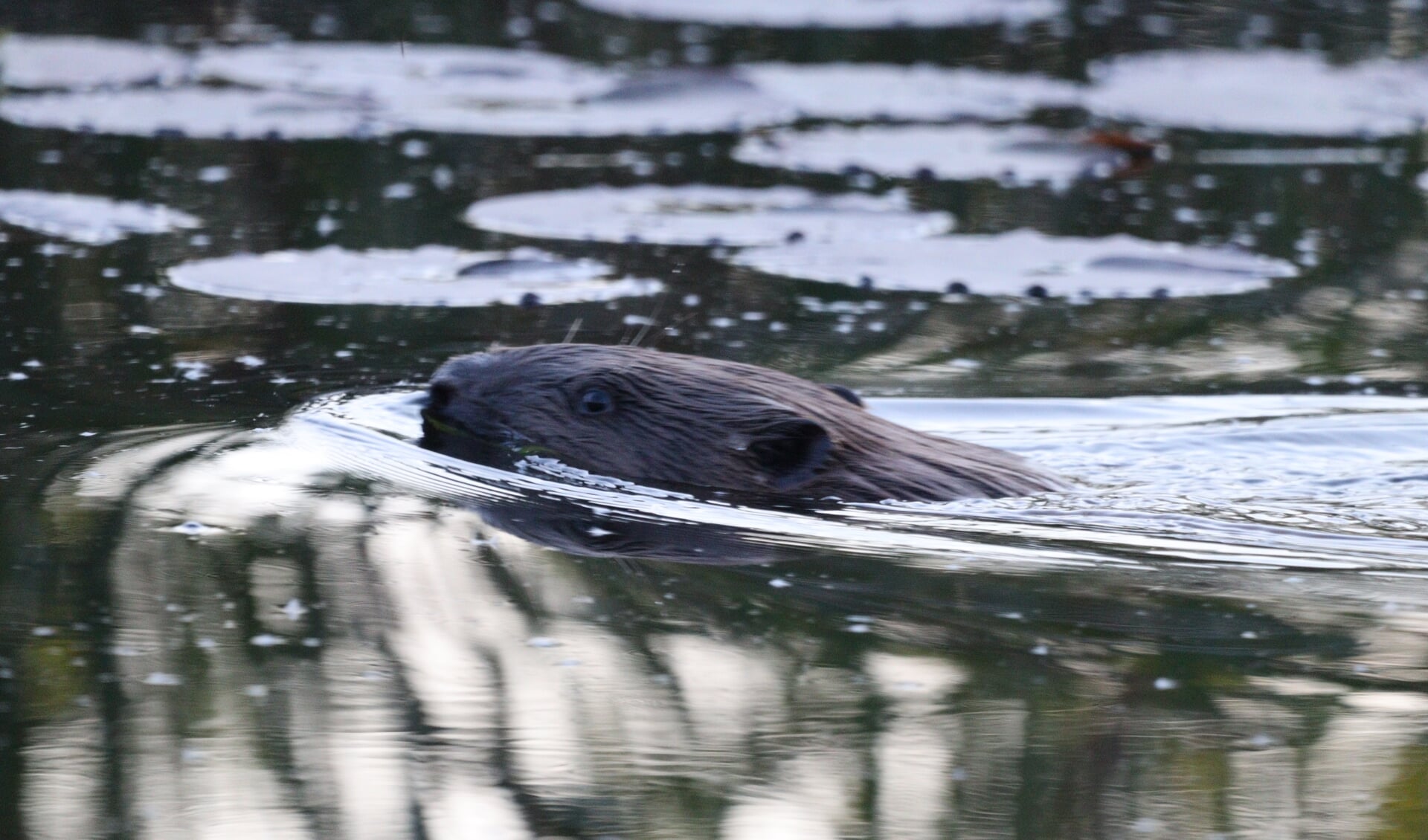 Chris Janse werd verrast bij 't Weegje door een bever. Hij maakte meteen een foto. 