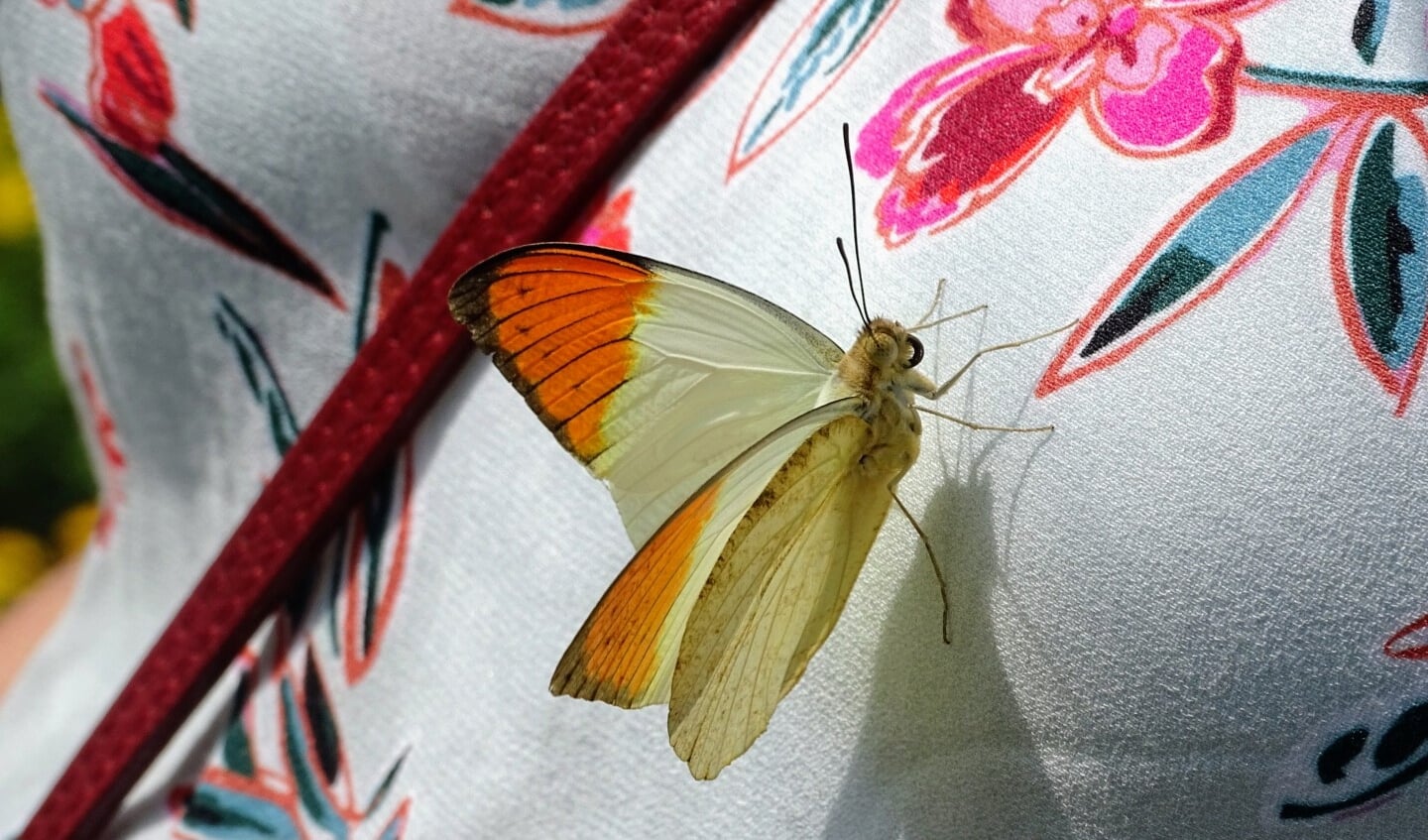 Roelof Oldenburger weet inmiddels hoe je vlinders kunt lokken, zo meldt hij met een knipoog. 