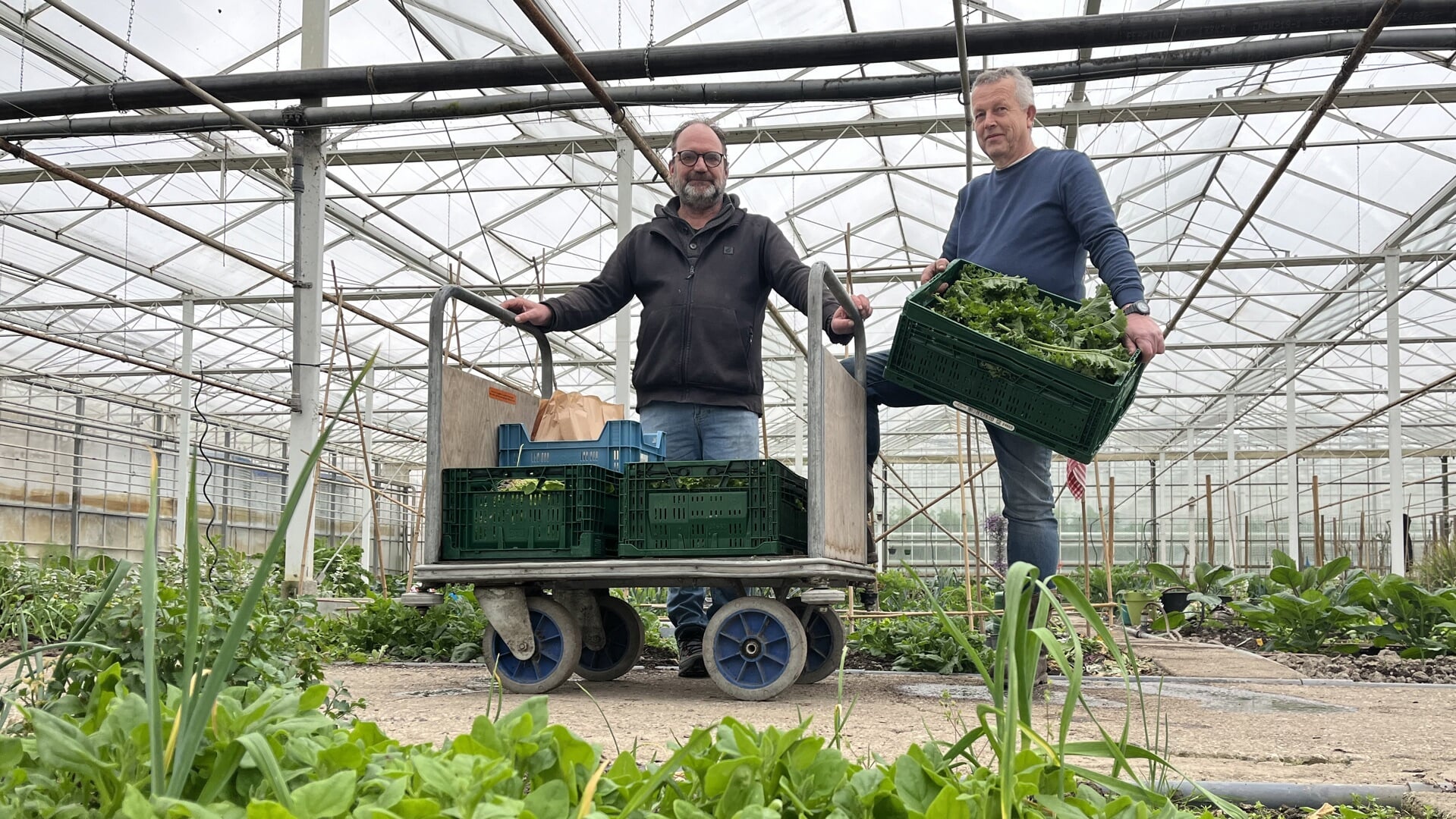 Cees Verzijl en Gerrit van den Hoek aan het oogsten in de zorgkwekerij. 