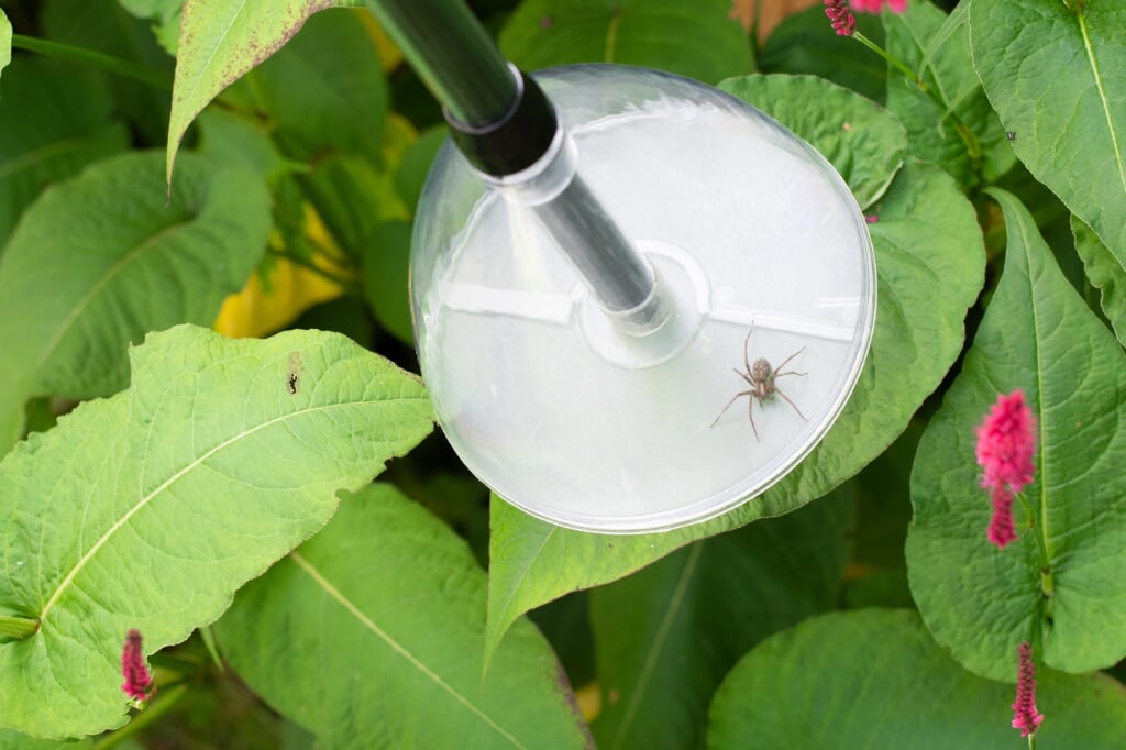 De spinvriendeijke BugAway. (foto: Vivara)