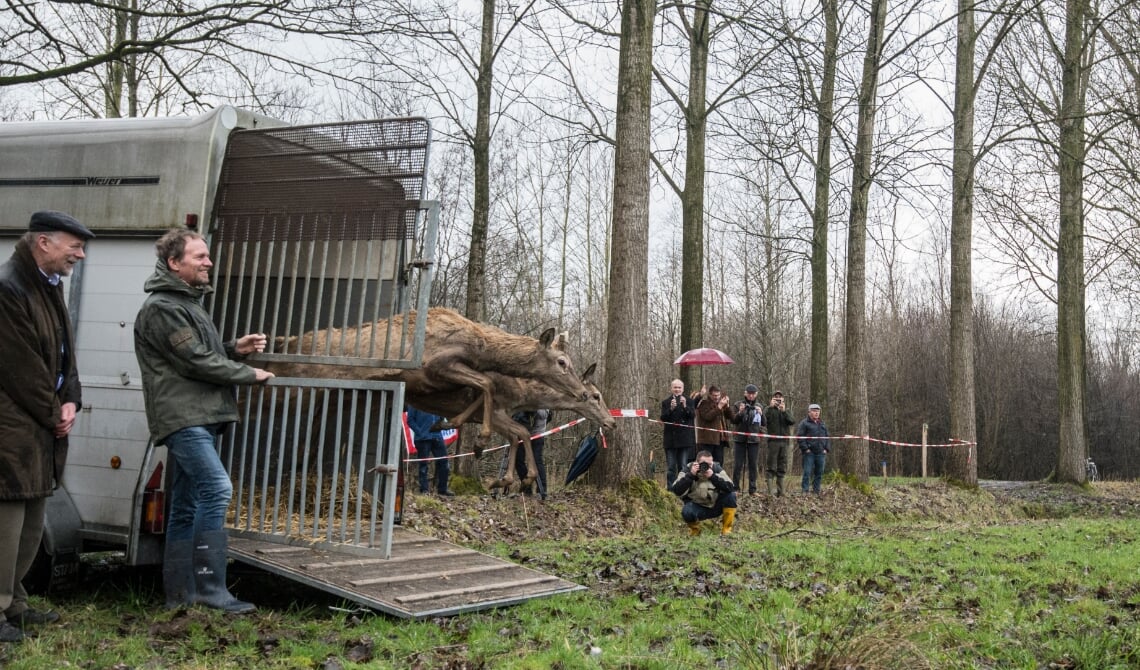 <p>Enkele van de dertien edelherten worden uitgezet nabij Liempde. (Foto: James van Leuven)</p>