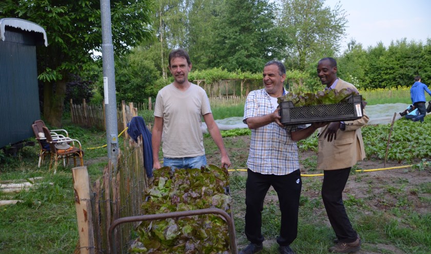 Wethouder Peter van de Wiel helpt mee de eerste sla te oogsten. | Fotonummer: c2b778