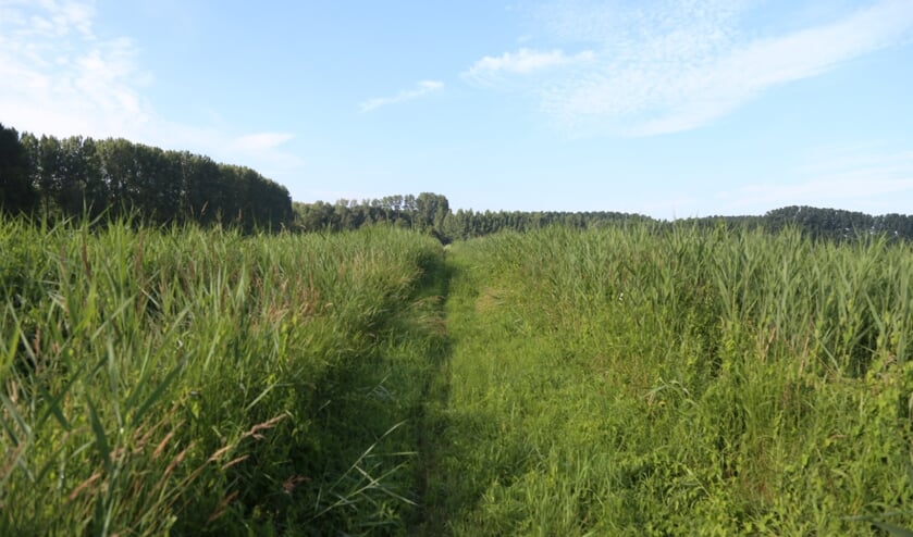 Afbeelding
