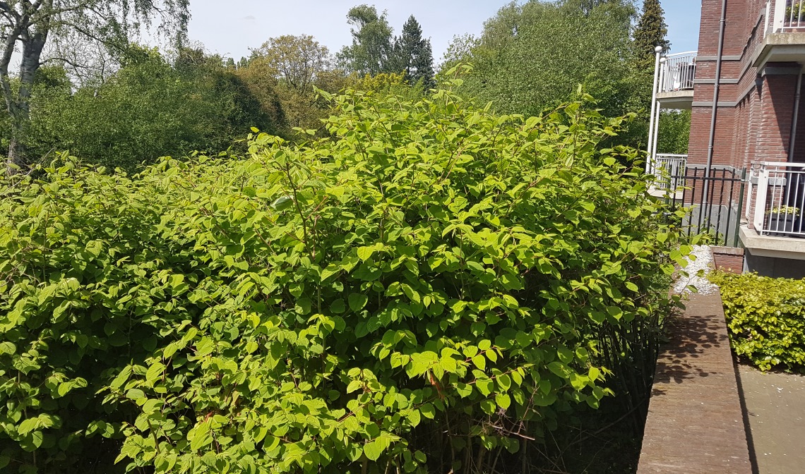 De Japanse Duizendknoop overwoekert de Dommeloever bij het plein in de Croonpassage.
