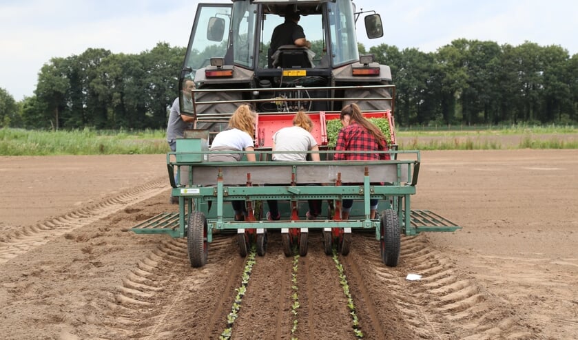 De Herenboeren houden vee en telen gewassen op een innovatieve manier. | Fotonummer: d3b4ec