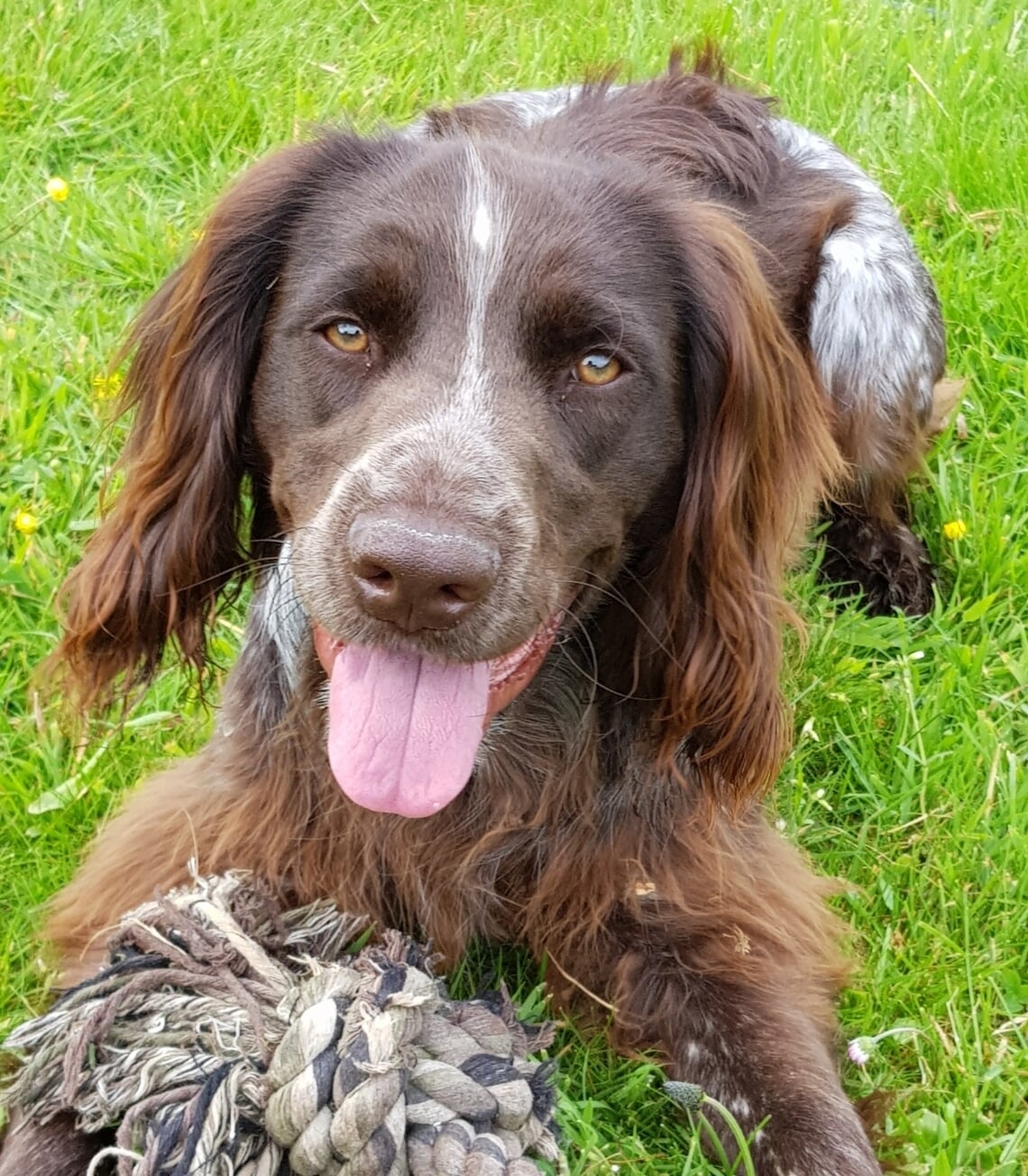 <p>Simba werd vorige week na een vermissing van 6 weken dood teruggevonden. </p>