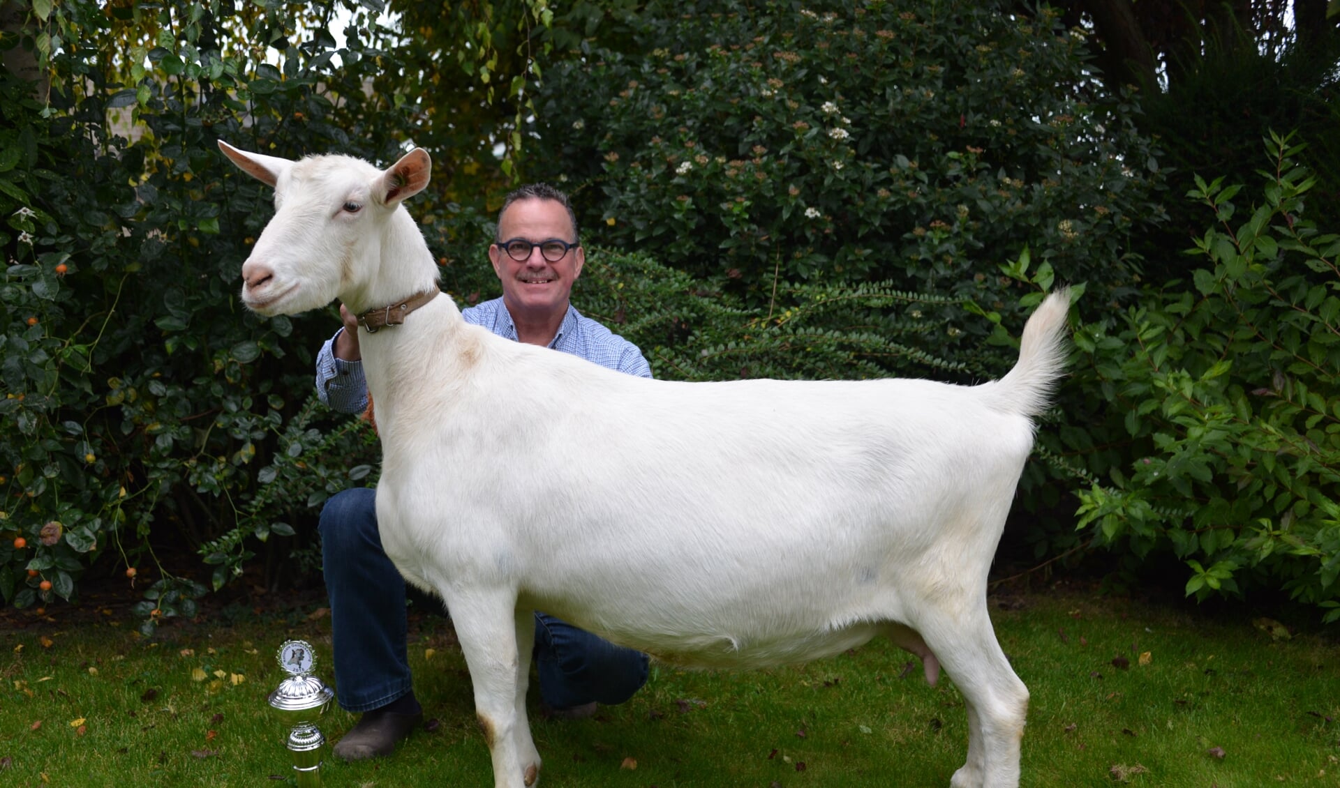 Prachtig vindt Toon Lambregts het dat hij met zijn geiten het hoogste heeft bereikt: Fay van de Dijk is nationaal kampioen bij de witte geiten.