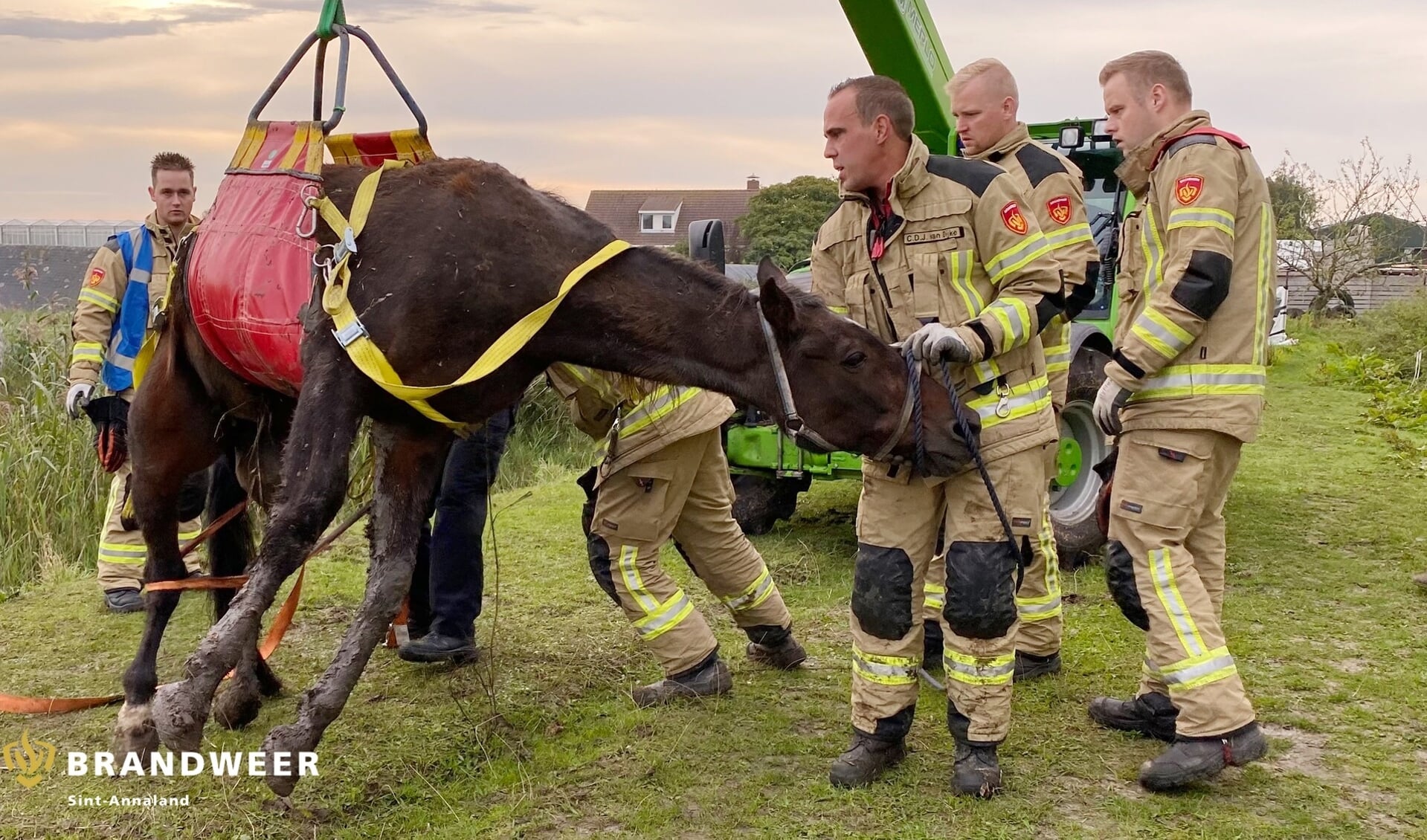 Brandweer Sint-Annaland Redt Paard Uit De Sloot - Al Het Nieuws Uit Tholen