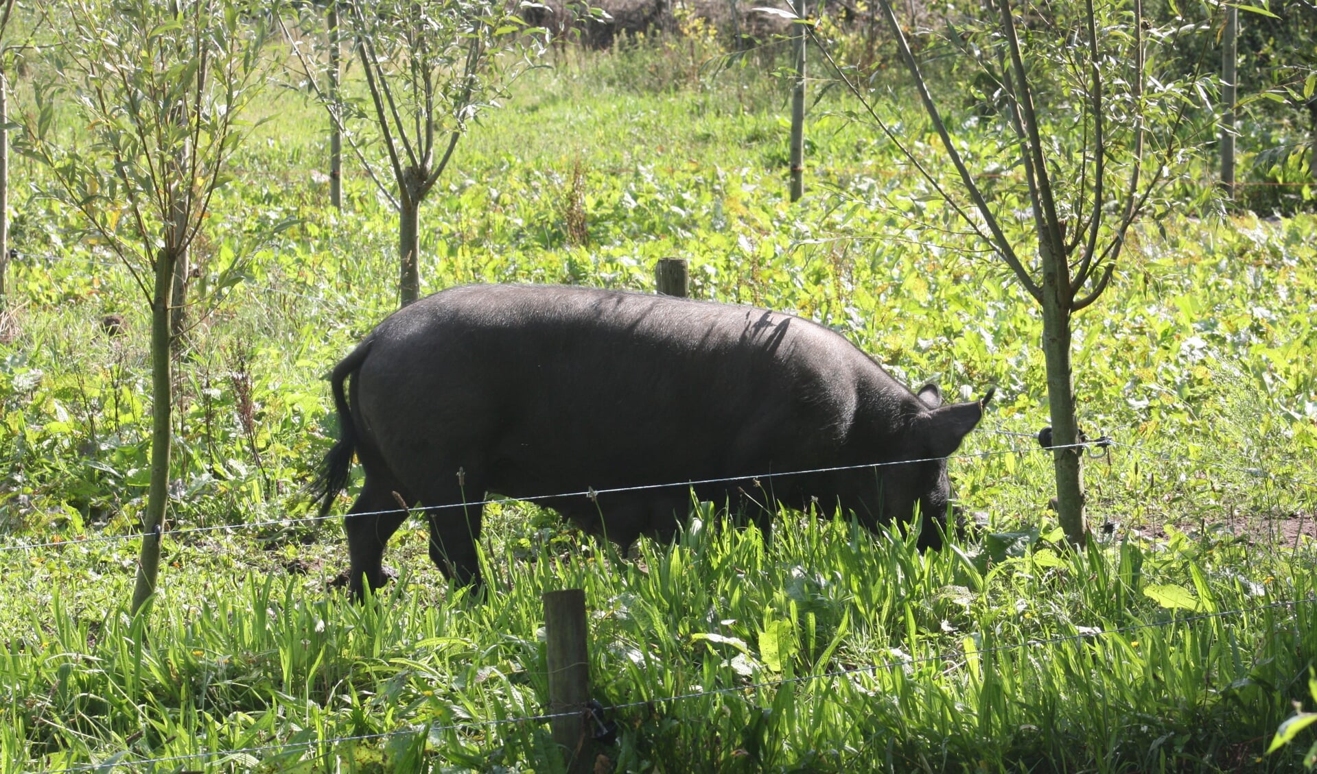 Het Engelse Berkshire-varken zoekt voer aan het Grasklokje in Sint-Oedenrode. Het is een pikzwart varken met een witte staart en witte voeten.