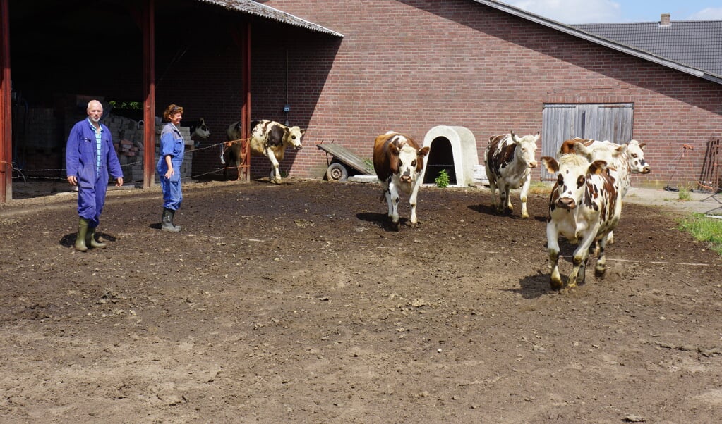 De koeien worden hier door Yvonne en Carel buiten gelaten.