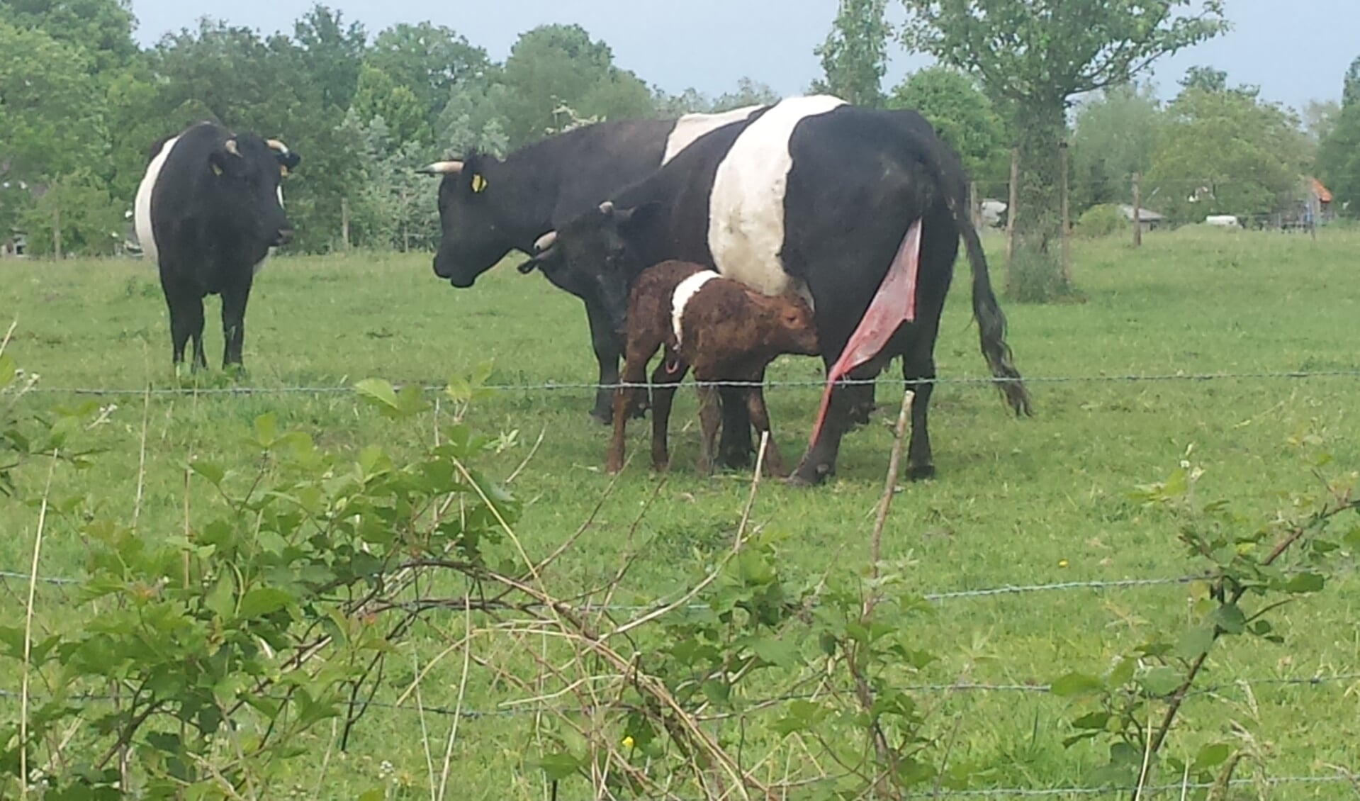 Het is en blijft een mooi natuurverschijnsel