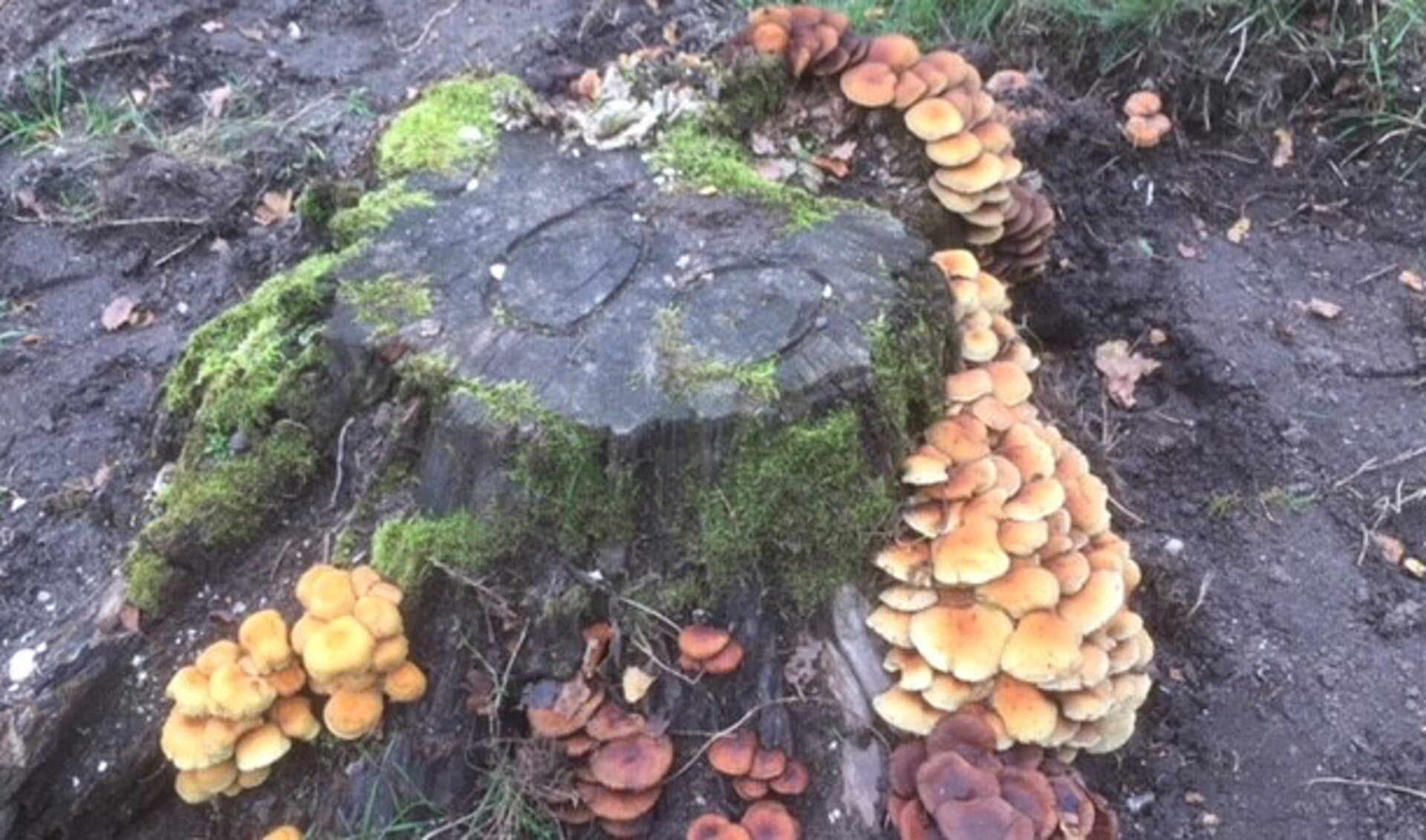 De paddenstoel staat synoniem voor de herfst