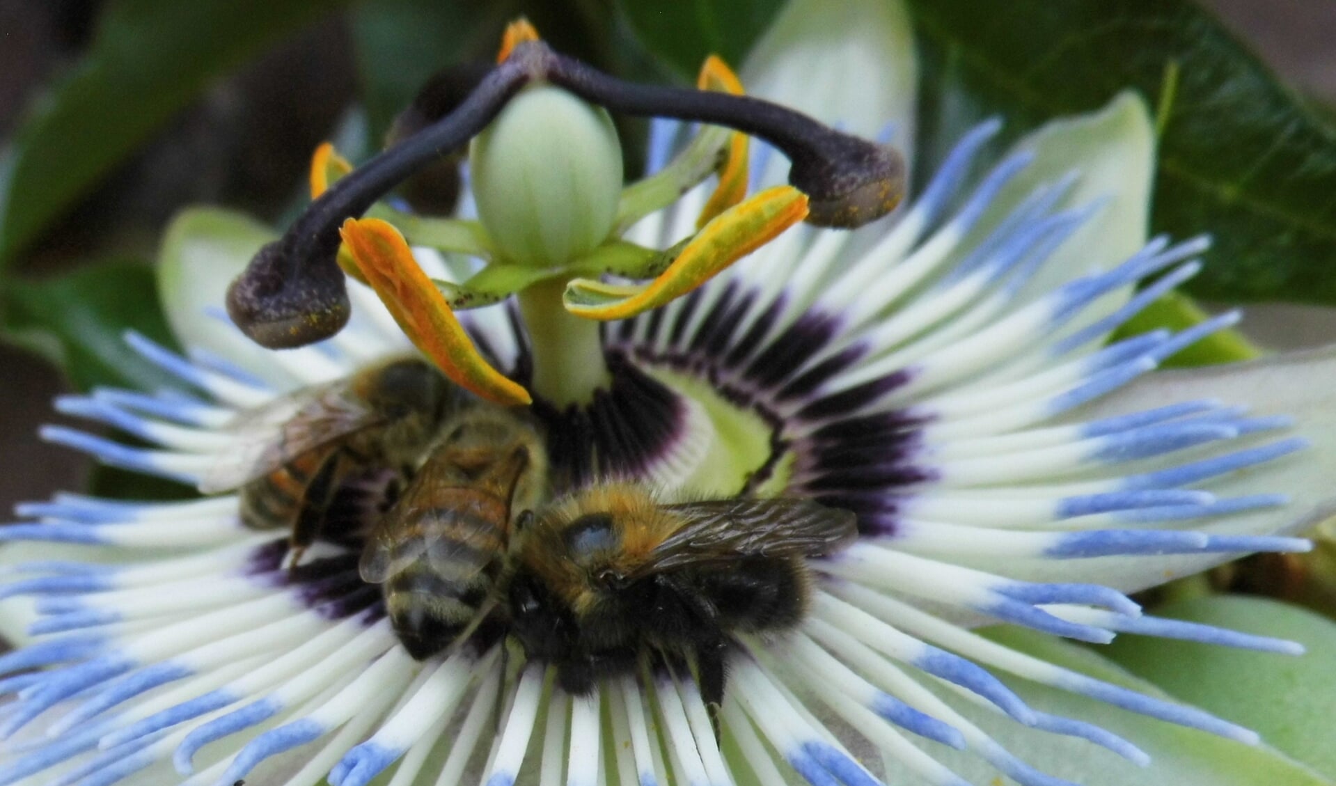 Een bij en een hommel gebroederlijk samen