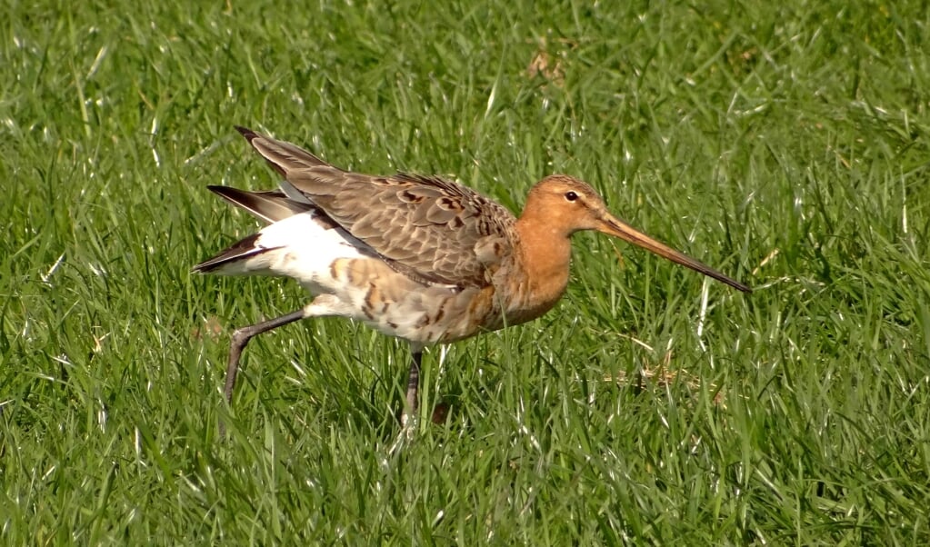 De Grutto: foto; Jeanne Soetens