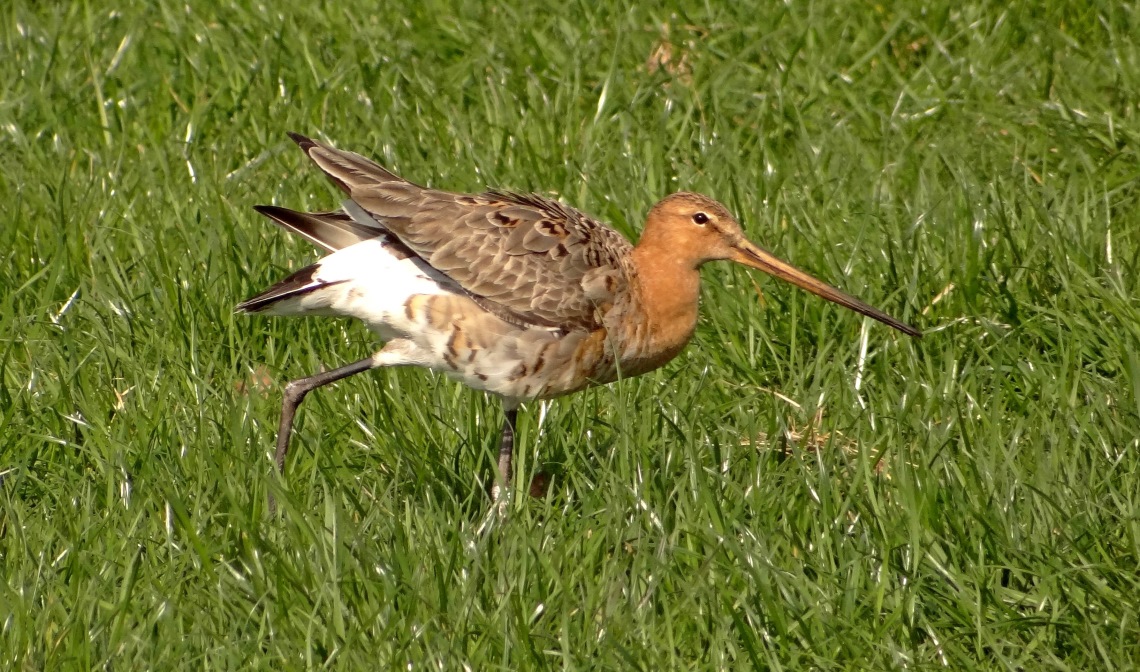 De Grutto: foto; Jeanne Soetens
