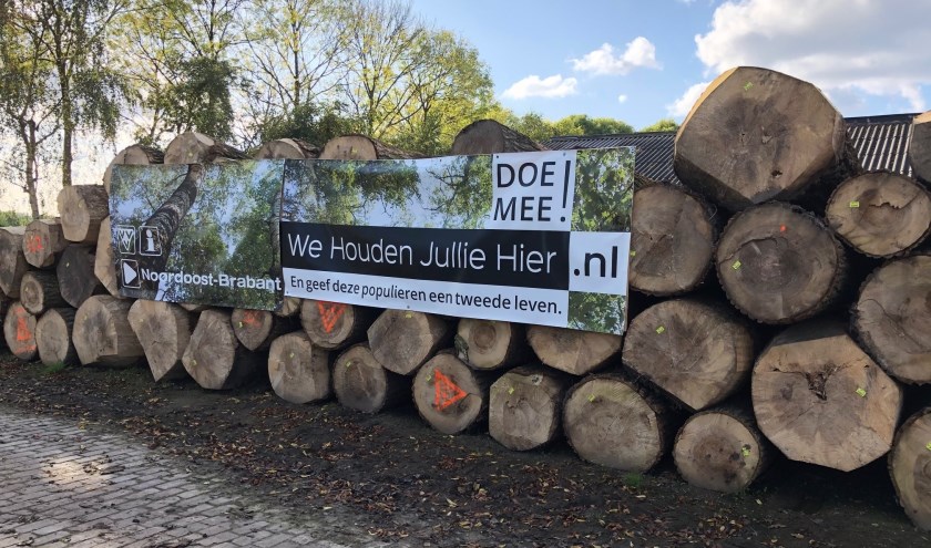 Dit hout krijgt een nieuwe bestemming in Rooi | Fotonummer: 294b24