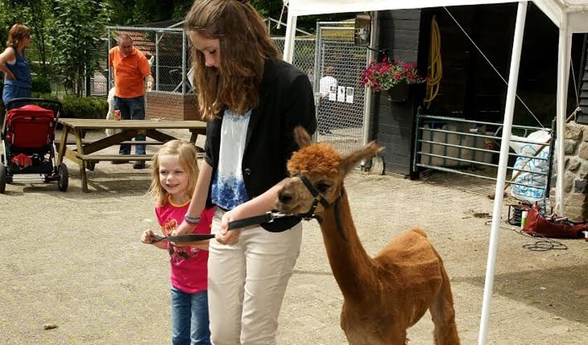 Kom eens wandelen met een alpaca. Leuk! | Fotonummer: 9befd0