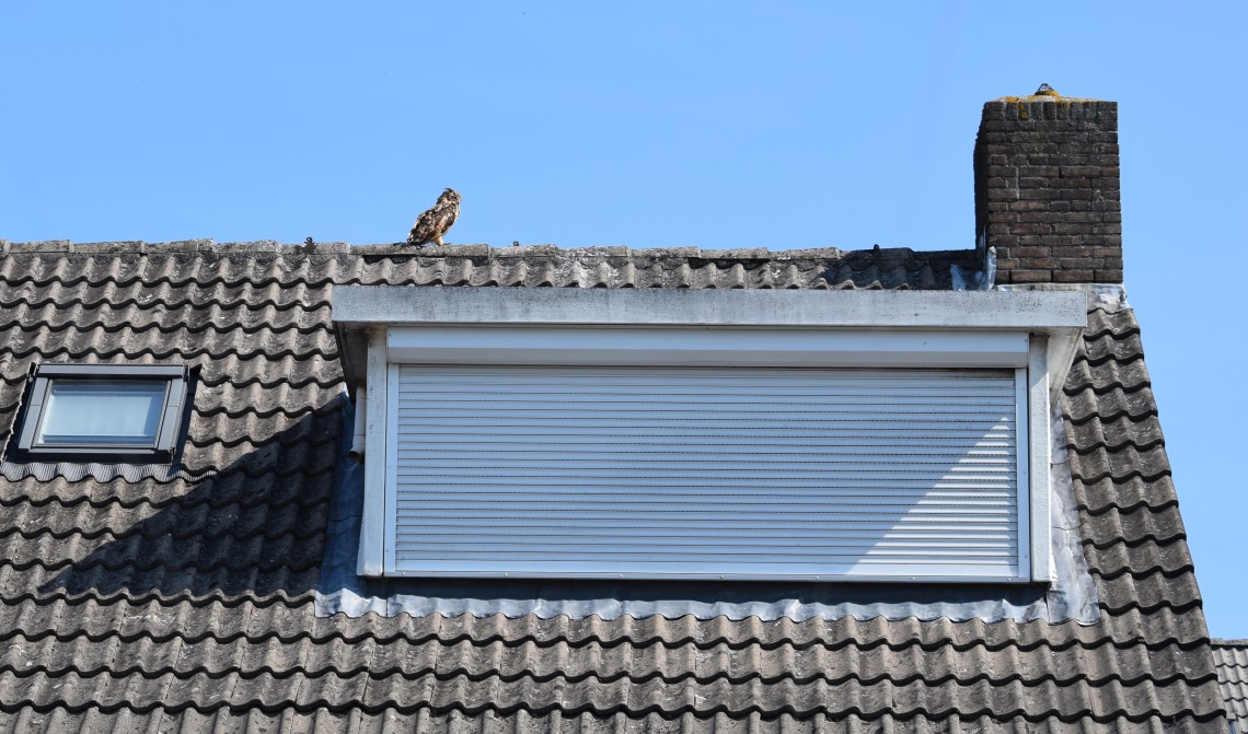 Andere foto's laten het van dichtbij zien.