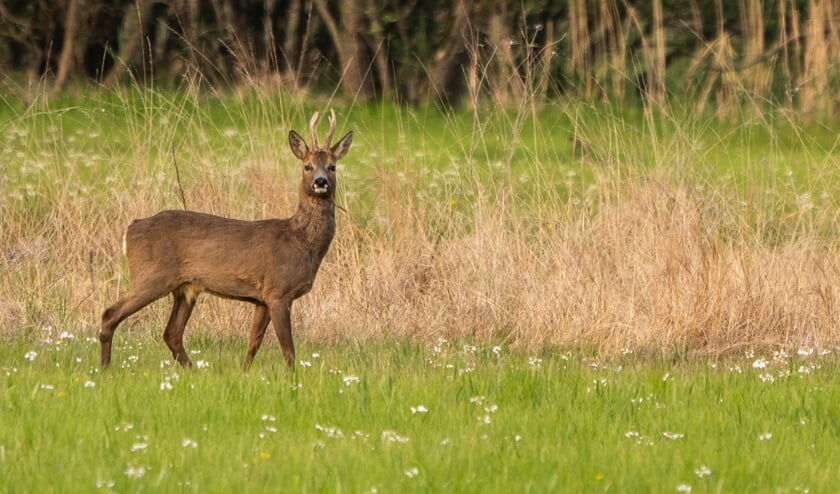 Foto: Maartje Bogaerts | Fotonummer: a33962