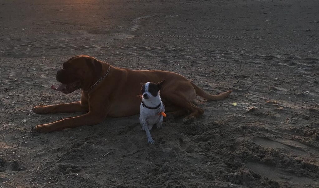Deze honden genieten van de zonsondergang. Margret de Rijk