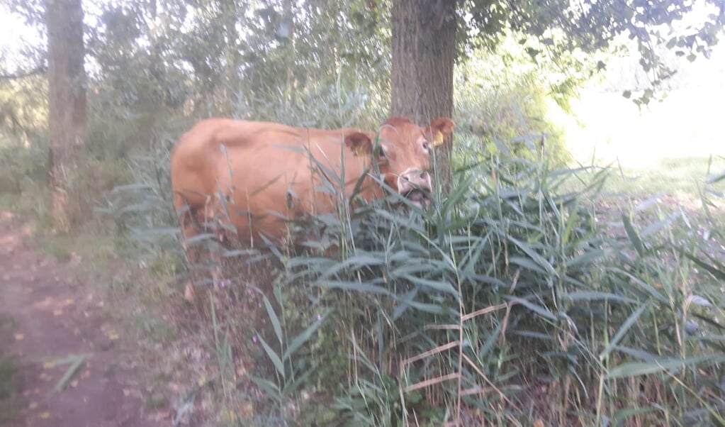 Deze koe doemde ineens op uit de bosjes.