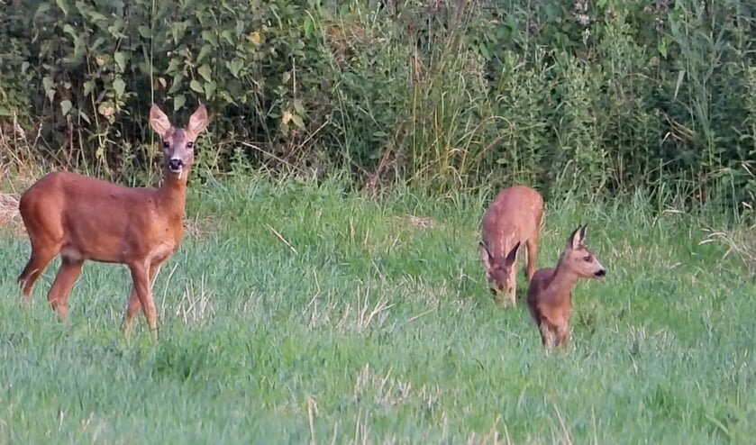 Een mooie foto van dit trio. | Fotonummer: e39283