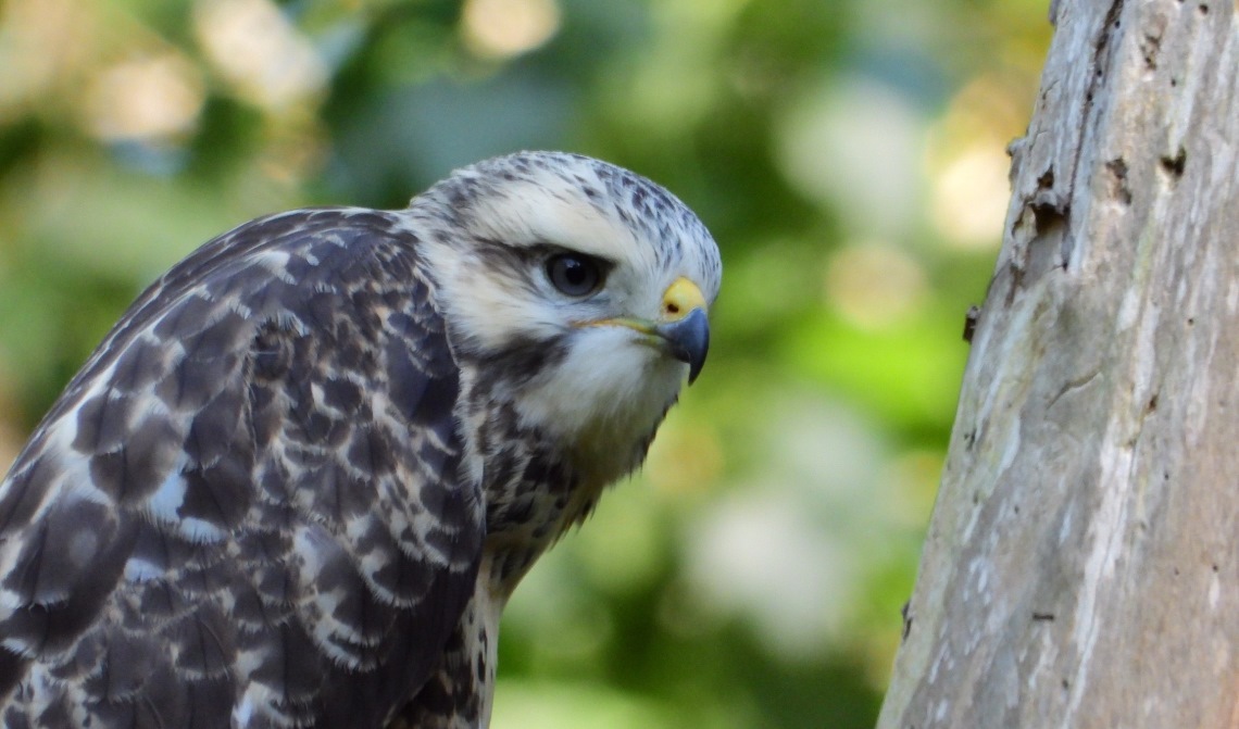 De jonge buizerd.