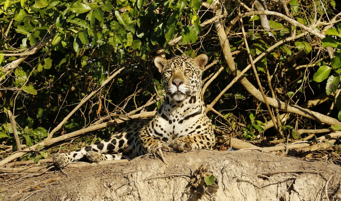 Deze jaguar heb ik gezien in juni in Brazilië. Natuurlijk staat er niemand bij. Maria Rijkers