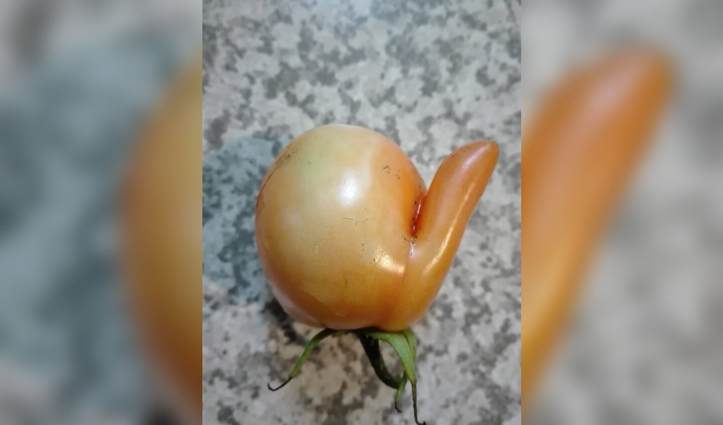 Dit is een vreemde tomaat!