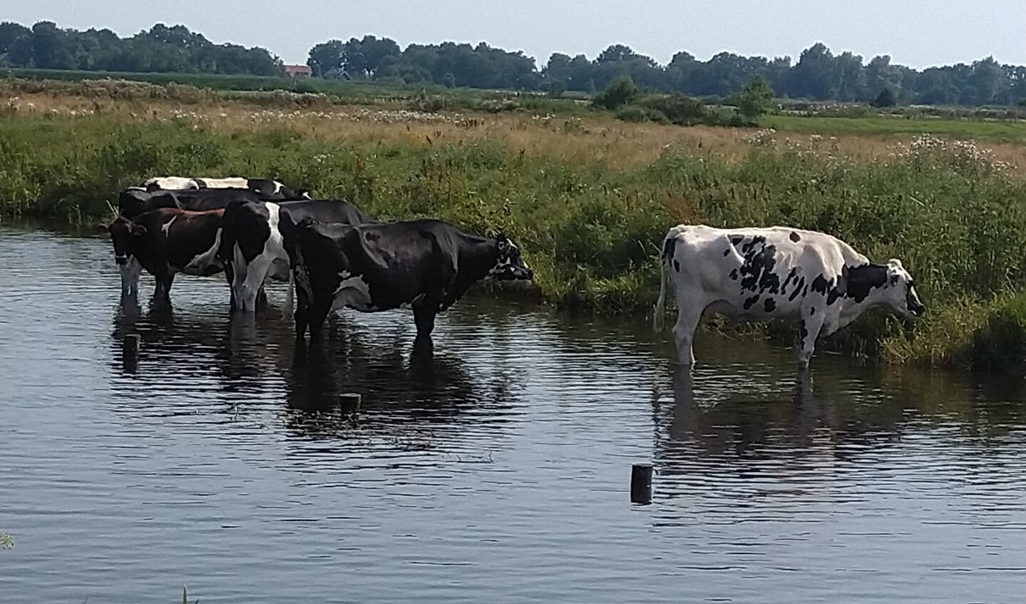 Gemaakt in de Weerribben nabij Giethoorn.