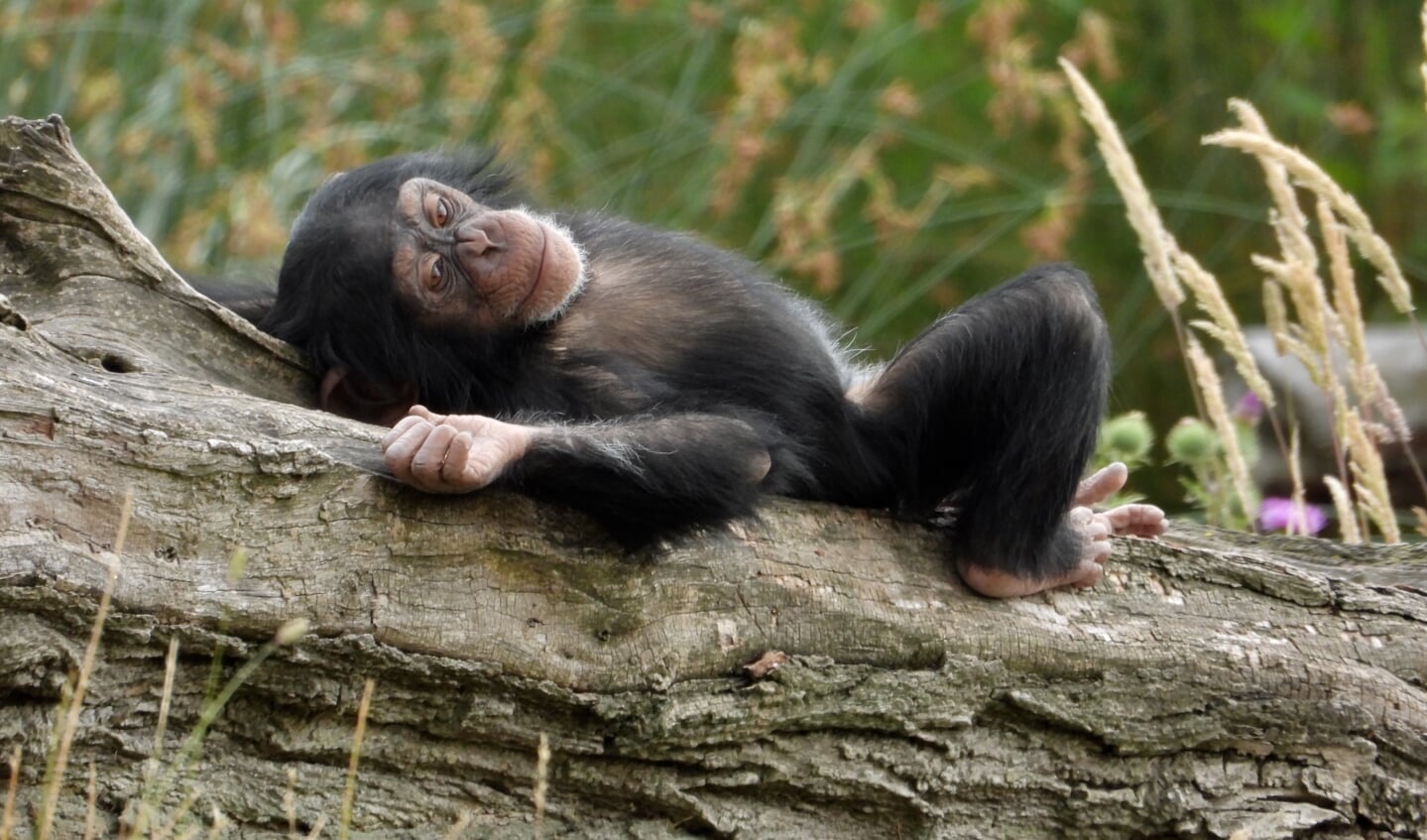 Zelfs de chimpansee in Dierenrijk gaat in de relaxstand tijdens de vakantie. Lisette van Helden